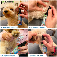 Vet Recommended colloidal silver spray on a dog hot spot for soothing relief