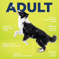 Vetericyn All-in-1 dog supplement highlighting skin and coat benefits