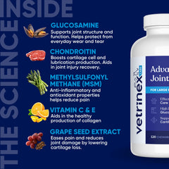 Vetrinex Labs large-breed dog being fed a beef-flavored chew.