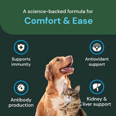 VetriScience Comfort & Ease capsules shown during pet play for better mobility