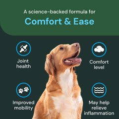 VetriScience Max Comfort & Ease dog activity image shows improved mobility during play.