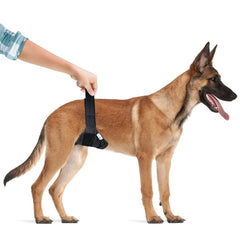 Vet's Best wrap on dog in use shows freedom of movement.