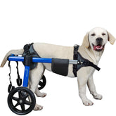 Virbraroo Dog Wheelchair with all-terrain wheels enables smooth mobility on grass and pavement.