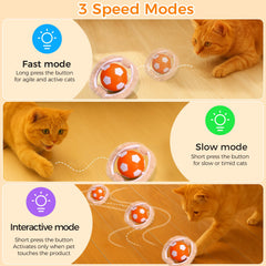 VIWIK hide-and-seek mode with rolling mouse engaging indoor cats