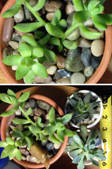 Voulosimi river rock stones as vase fillers, creating elegant centerpieces.