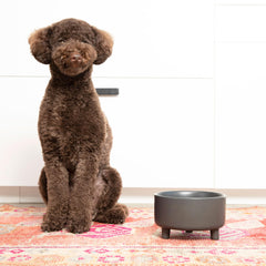 Waggo Uplift ceramic dog bowl set—side profile, stable and stylish.