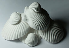 Weco Wonder Shell 30-shell set ready for use in home water care routines