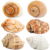 WeDoSoy 6pcs large hermit crab shells package showcases natural sea conch shells for crabs.