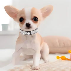 Collar WeimoMonkey diamante para perro grande, destacando el brillo bajo la luz.