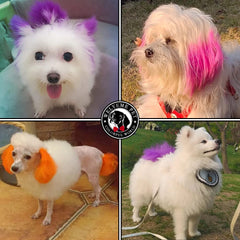 WELYEME color brushes highlighting precise application for bold canine styling