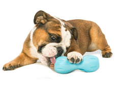 West Paw Wizl Aqua Small durable-materials close-up conveys sturdy construction for chewers.