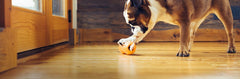 West Paw Zogoflex Qwizl side view highlights chew-safe design for extended play.