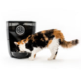 Whisker Feeder-Robot displayed from the front in black for dependable mealtime automation.