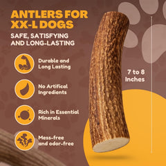 WhiteTail Naturals jumbo-xxl deer antler being chewed; durable chew session for big dogs