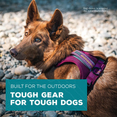 Wilderdog harness close-up shows adjustable neck and breathable fit
