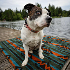 Wilderdog Sherpa fleece waterproof dog blanket olive on couch provides cozy warmth