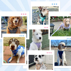 Wisedog No Pull Harness size chart helps you pick the right fit for your dog.