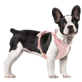 Wisedog no-pull lightweight vest harness with soft cushion for comfortable daily walks.