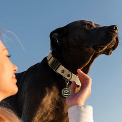 Wisedog rubber dog collar antique bronze buckle for durable daily wear.