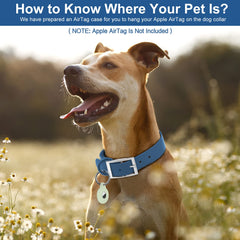 Wisedog weather-ready blue collar on a rainy day highlights odor-proof design