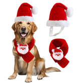wizbbqt dog christmas hat on large dog for festive photos