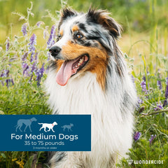 Wondercide dog paw application demonstrates easy, mess-free protection for pets.