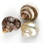 Worlds 3pc hermit crab shells set with varied shells for habitat variety