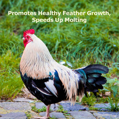 WORMSKING BSFL for poultry feeding demonstrates easy mixing into daily rations