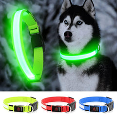 YFbrite LED Dog Collar glows green for high visibility on a dog