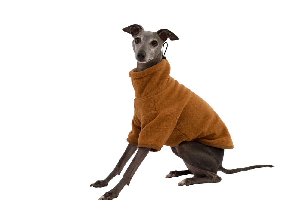 Yigi turtleneck cozy teddy fleece sweatshirt on an Italian Greyhound front view for warmth