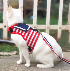 Yizhi Miaow leash training clip demonstrates secure leash connection for controlled walks.