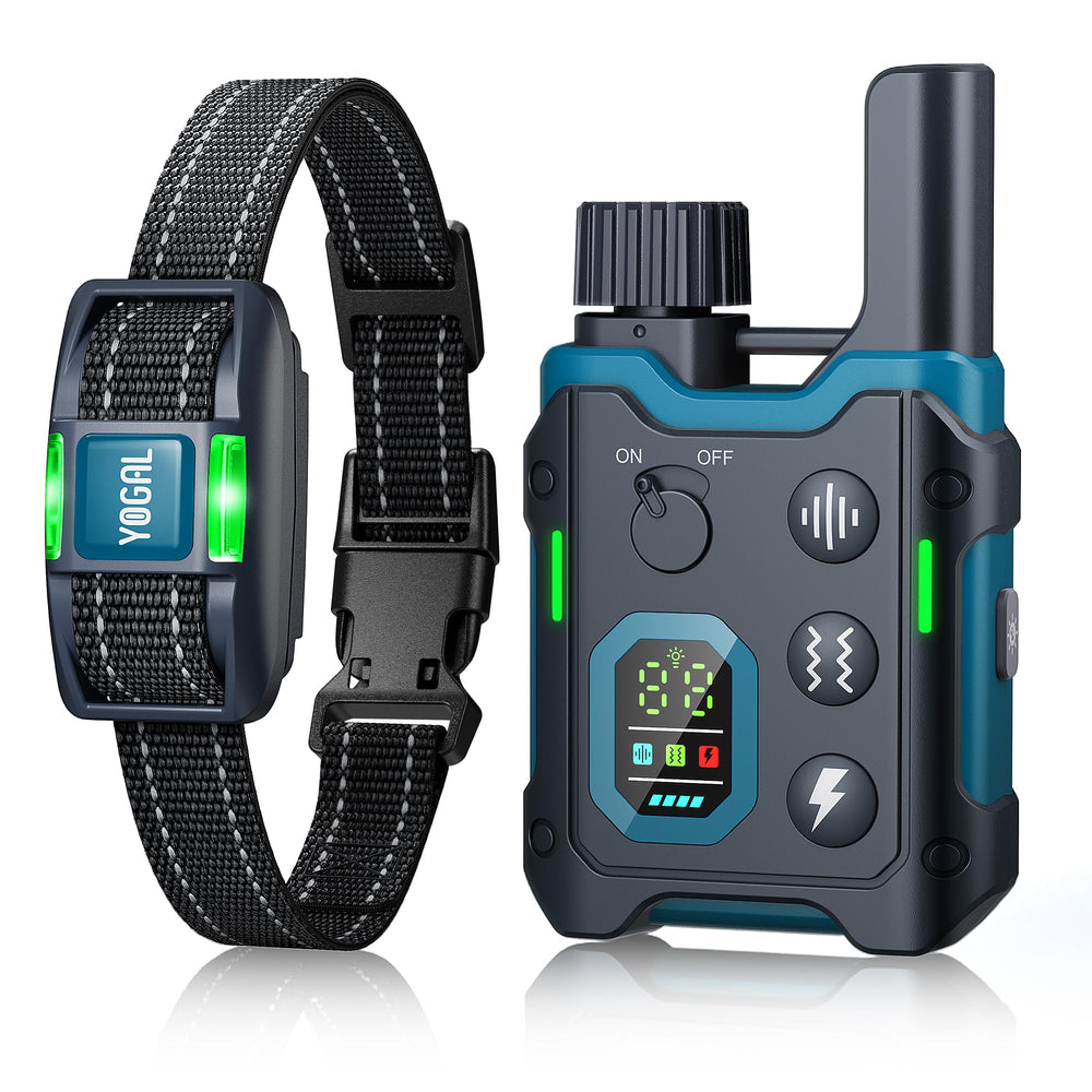 YOGAL dog collar blue on dog for calm training sessions