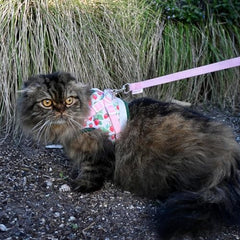 Your Cat Backpack Strawberry Shortcake Harness and Leash set ready for outdoor safety with a kitten.