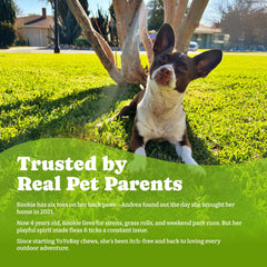 YoYoBay dog skin and coat wellness closeup demonstrates nourishing ingredients