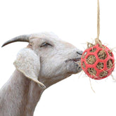YUYUSO goat feeder ball with 50ft rope hanging for exercise and boredom relief.