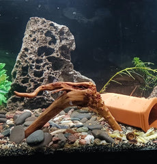 YZHZOM spiderwood pretreat boil soak demonstrates safe prep for tanks.