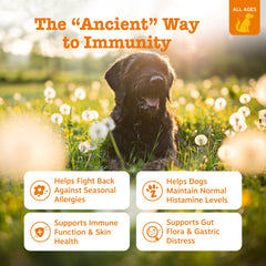 Zesty Paws Epicor Pets bottle showcases immune support formula for dogs