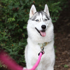 ZippyPaws Climbers Rope Leash features a comfortable woven handle for long walks