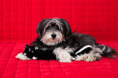 ZippyPaws Jigglerz Skunk exclusive noise maker squeaks during shakes