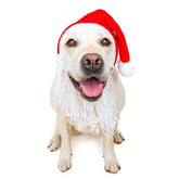 Zoo Snoods Santa beard hat on a pet adds festive warmth and holiday style.