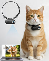 ZoomaraKam cat camera collar worn during play captures crisp everyday moments.
