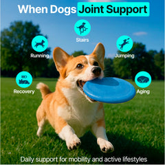 ZOOMEZEN dog walk scene hints at improved mobility during strolls.