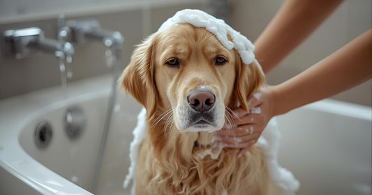 Best dog shampoo in Canada for sensitive skin and winter dryness