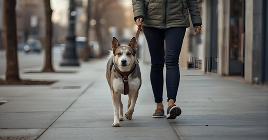 How to stop dog from pulling on the leash in Canada with a no-pull harness