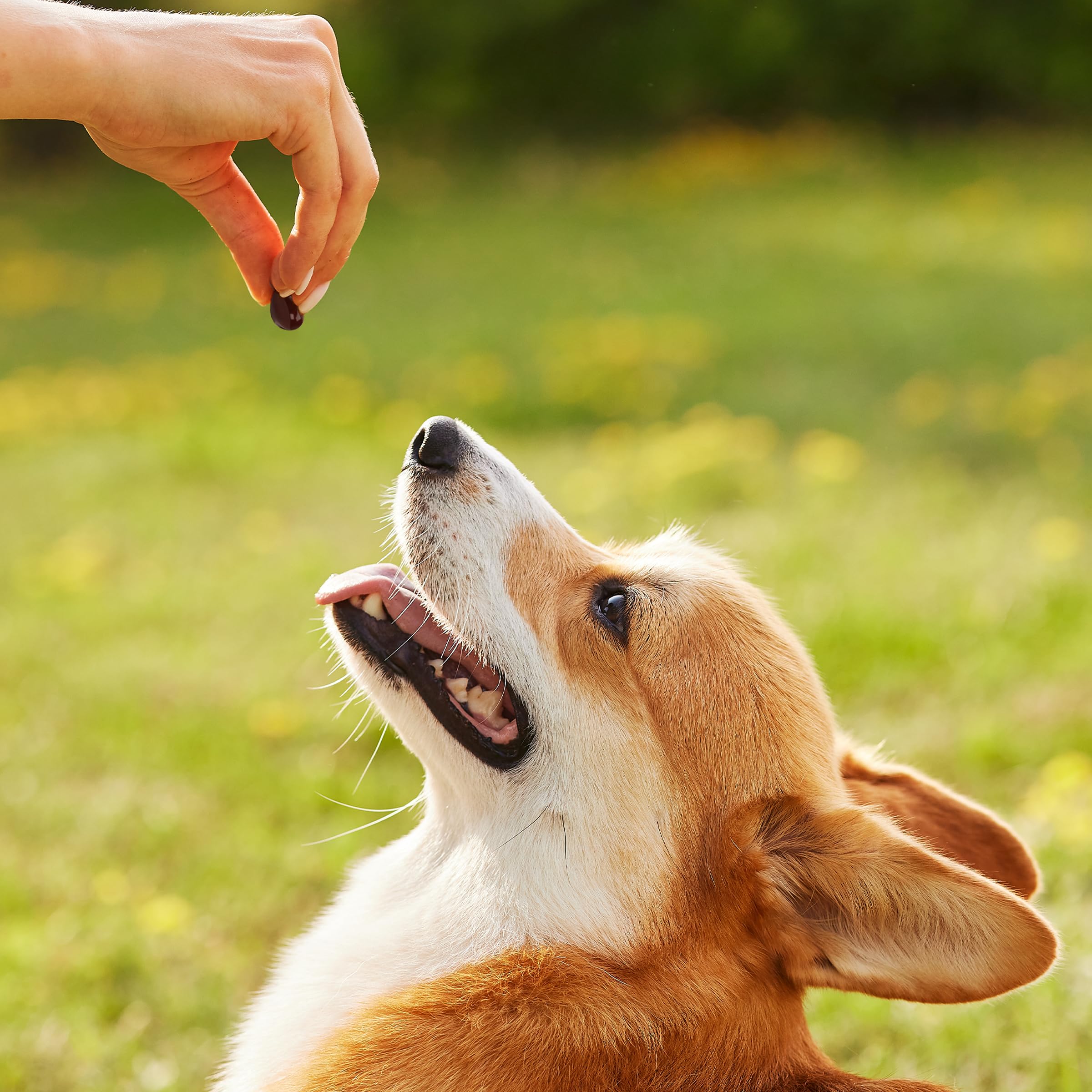 1-TDC WorksSoWell arthritis support for pets in a relaxed pose.