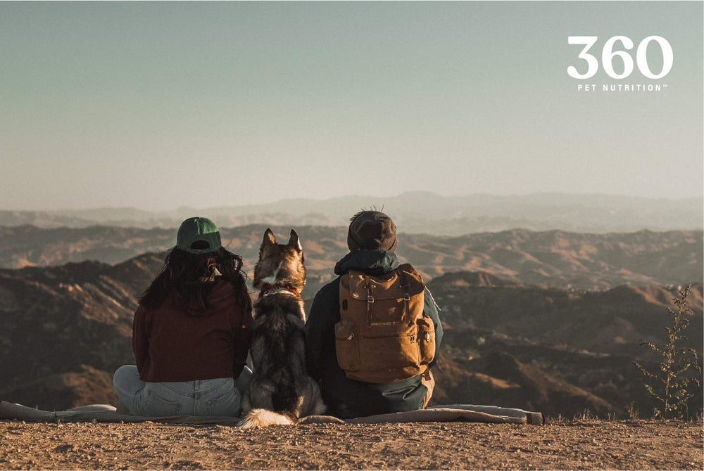 360 Pet Nutrition Canine Superfood Boost joint-mobile-support illustrates more youthful activity