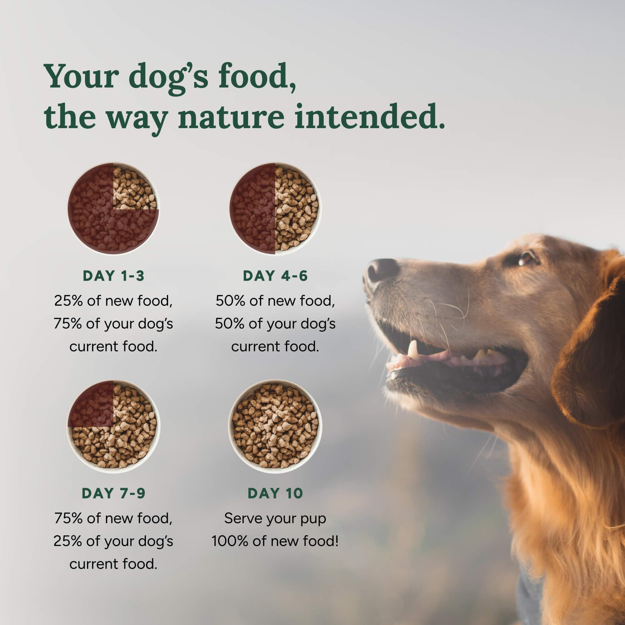 360 Pet Nutrition dog enjoying freeze-dried raw dog food during mealtime