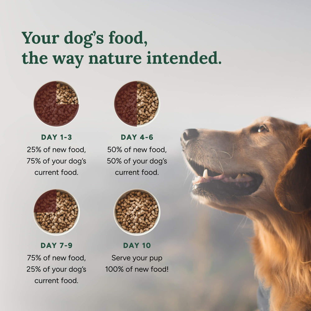360 Pet Nutrition dog enjoying freeze-dried raw dog food during mealtime
