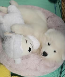 3T GROUP long-life-battery-heartbeat-toy runs up to 350 hours for ongoing companionship.