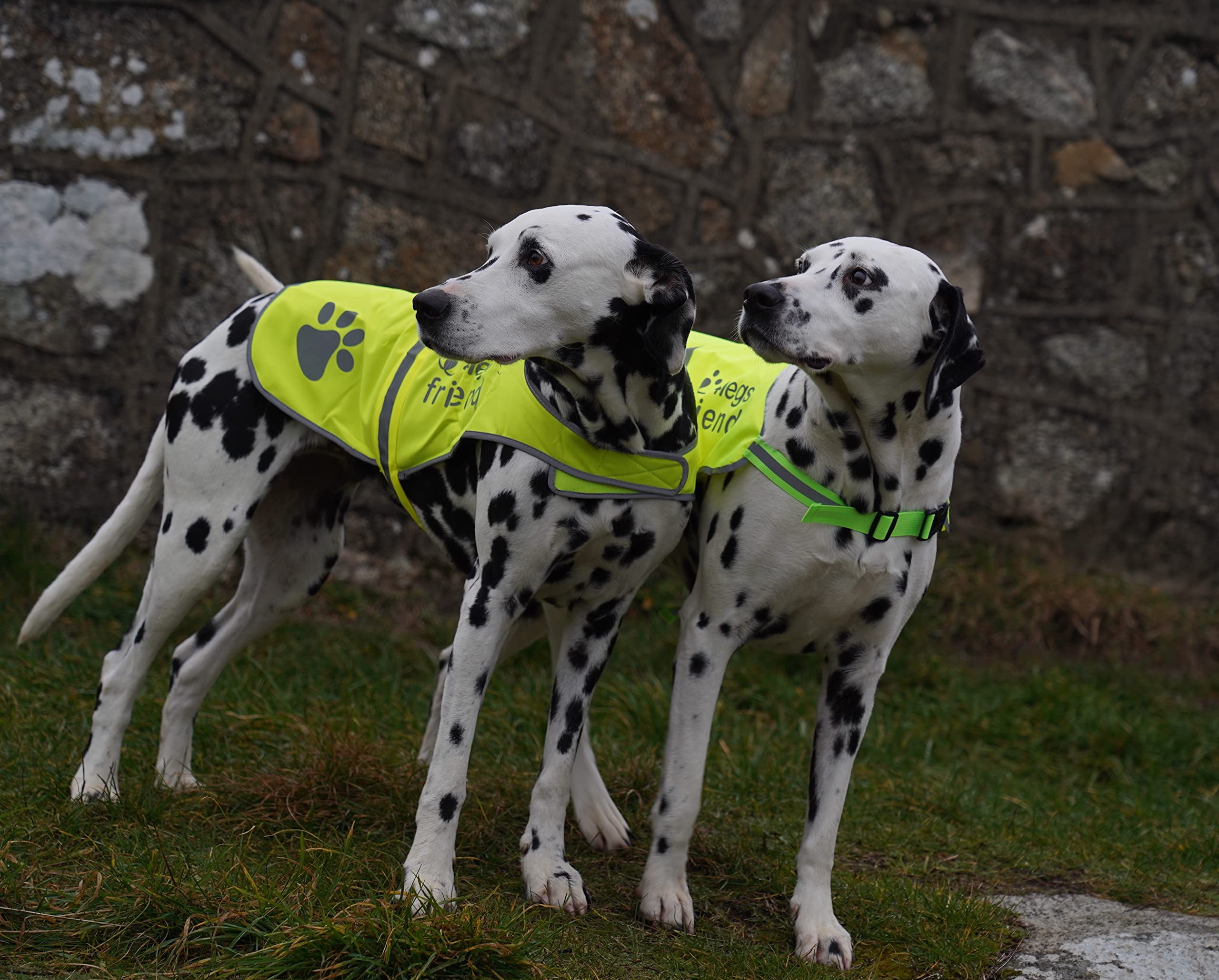 4LegsFriend lightweight-dog-vest offers unobtrusive comfort during outdoor adventures